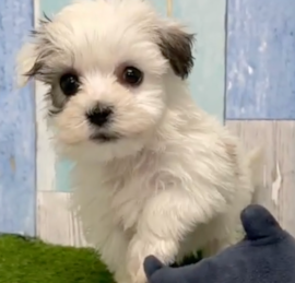 Havachon Puppies For Sale - Simply Southern Pups